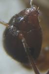 Lasius platythorax
