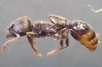 Tetramorium moravicum