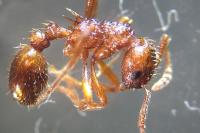 Myrmica ruginodis