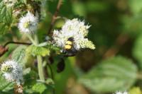 Scolia hirta