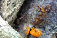 Aphaenogaster subterranea