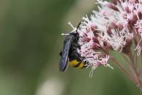 Scolia hirta