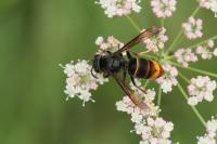 Vespa velutina