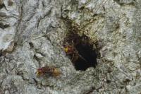 Vespa crabro