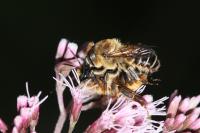 Megachile