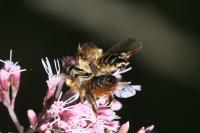 Megachile