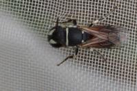 Hylaeus variegatus