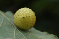 Cynips quercusfolii