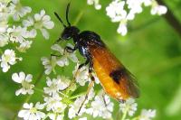 Arge cyanocrocea