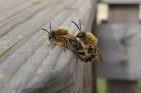 Colletes cunicularius