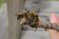 Colletes cunicularius