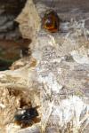 Osmia cornuta