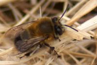 Anthophora plumipes