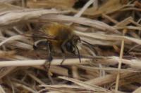 Anthophora plumipes