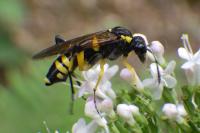 Macrophya montana