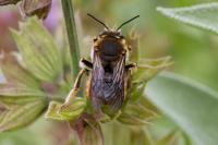 Anthidium manicatum