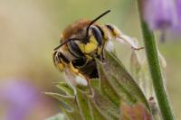 Anthidium manicatum