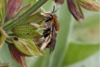 Anthidium manicatum