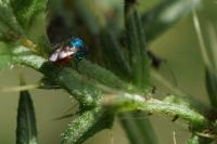 Chrysis
