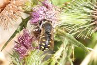 Anthidium septemspinosum
