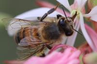 Apis mellifera