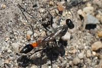 Ammophila