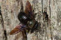 Xylocopa violacea