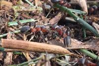 Formica rufa