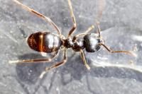 Lasius fuliginosus