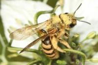 Halictus scabiosae