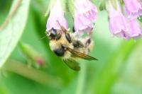 Bombus sylvarum