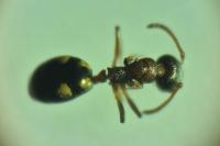 Dolichoderus quadripunctatus