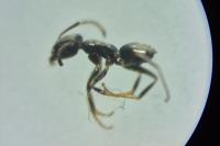 Tapinoma erraticum