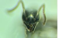 Tapinoma erraticum