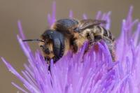 Lithurgus cornutus