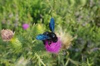 Xylocopa