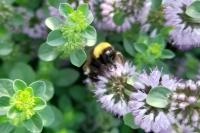 Bombus