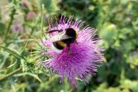 Bombus