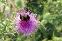 Bombus