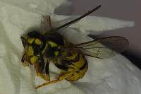 Vespula germanica