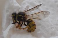 Vespula germanica