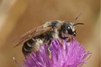 Halictus quadricinctus