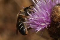 Halictus quadricinctus