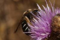 Halictus quadricinctus