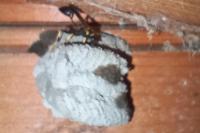 Sceliphron caementarium