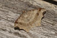Macaria alternata