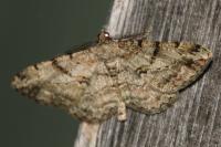 Peribatodes rhomboidaria