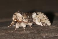 Drymonia dodonaea