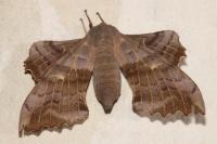 Laothoe populi