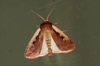 Ochropleura plecta